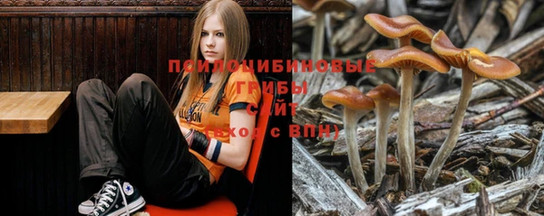 твердый Аркадак